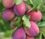 Plums Seneca