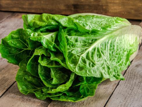 Lettuce Cos