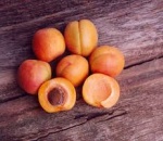 Apricot Sp.