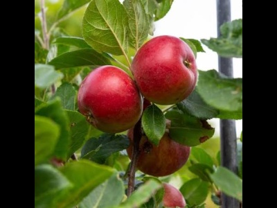 Apple Red Devil