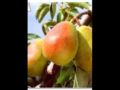 Pear Guyot