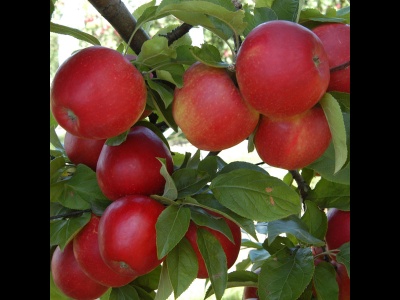 Apple Red Windsor