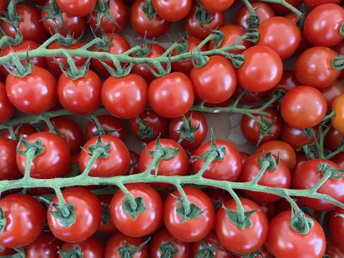Tomato Cherry Vine