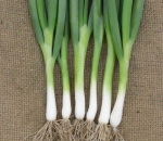 Spring Onion