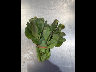 Cabbage Sprouts U.K.