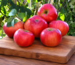 Apple Discovery