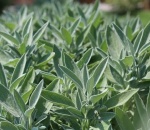 Herb Sage