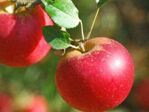 Apple Red Pippin