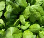 Spinach.