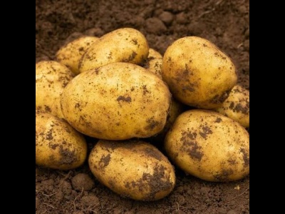 Potato Accord NEW