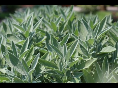 Herb Sage