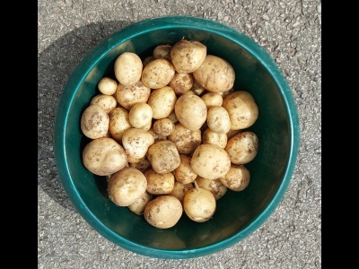 Potato Rocket U.K