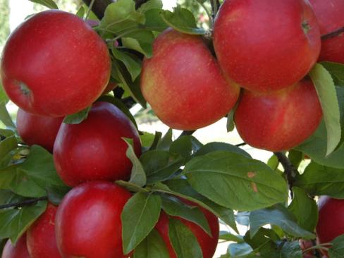 Apple Red Windsor