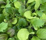 Salad Mustard Leaves U.K.