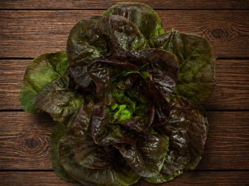 Lettuce Cos Red
