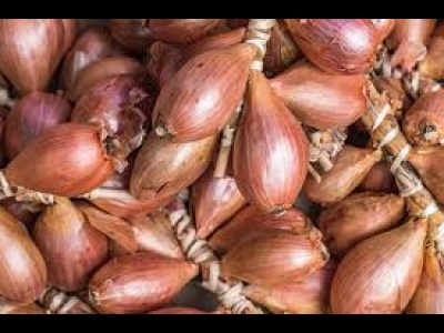 Shallots