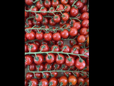 Tomato Cherry Vine