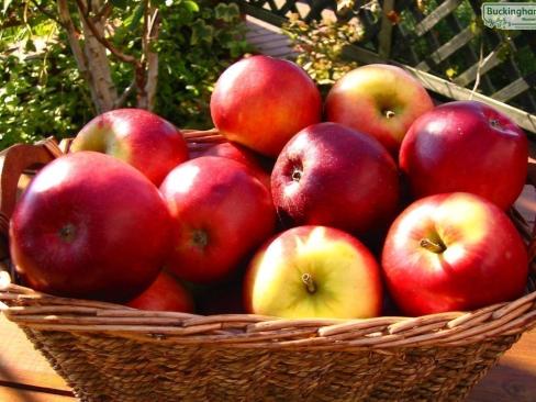 Apple Scrumptious