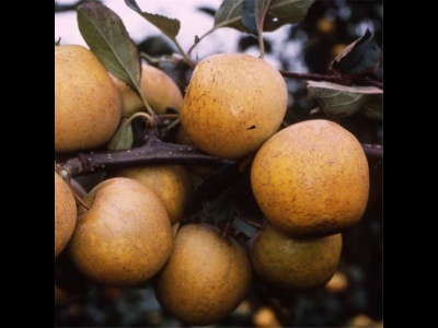 Apple Pitmaston