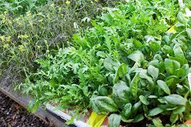 Salad  Mix 100g