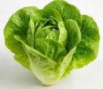 Lettuce Green Butterhead U.K.