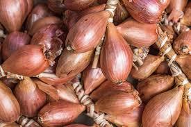 Shallots
