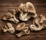 Mushroom Oyster