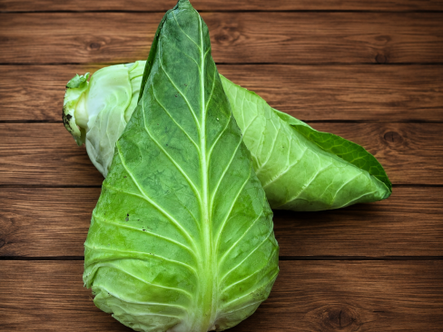 Cabbage Pointed U.K.