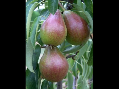 Pear Louise Bonne