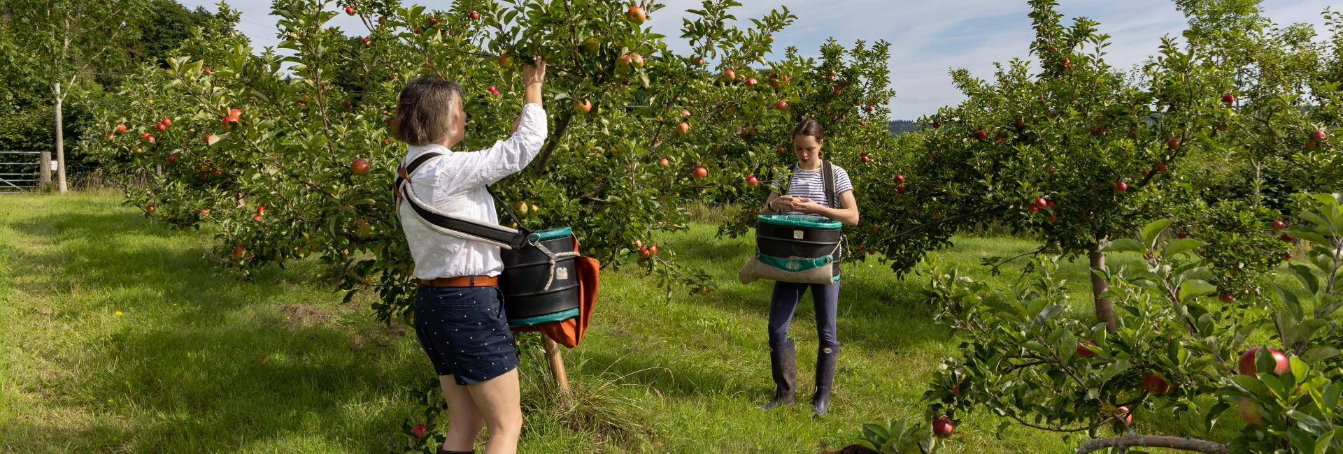 About Phoenix Organics