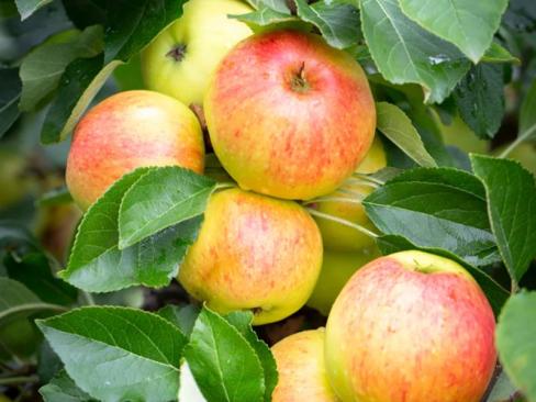 Apple James Grieve