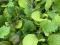 Salad Mustard Leaves U.K.