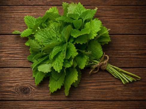 Herb Lemon Balm U.K.