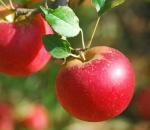 Apple Red Pippin