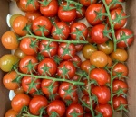 Tomato Cocktail Vine
