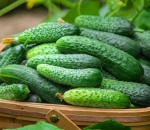 Cucumber Ridge