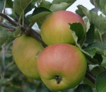 Apple Bramley