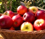 Apple Scrumptious