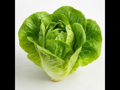 Lettuce Green Butterhead U.K.