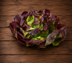 Lettuce Butterhead Red U.K.